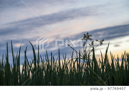 夕焼け 夕暮れ 空 素材 【神奈川県】 97769407