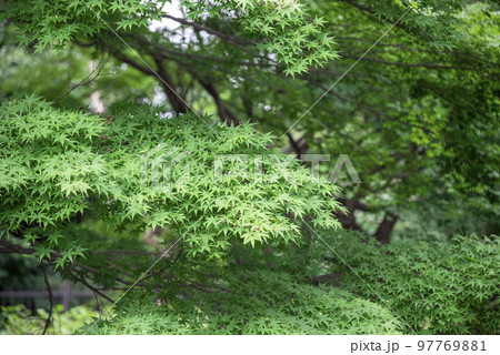 大磯城山公園 夏 素材 【神奈川県 大磯町】 97769881