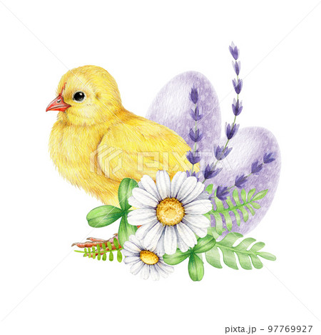 Cute fluffy chicken with Easter floral decor. Watercolor hand drawn illustration. Small yellow baby chicken with daisy, lavender flowers, painted eggs decor. Easter flower decor with baby bird 97769927