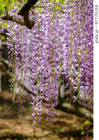 黒木の大藤 97770168