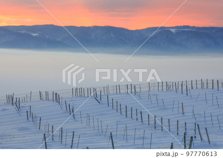 【北海道富良野市】朝焼けとぶどう畑 97770613