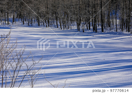 【北海道美瑛町】雪原の樹影 【北海道美瑛町】雪原の樹影 97770614
