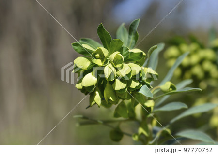 Wulfens spurge 97770732