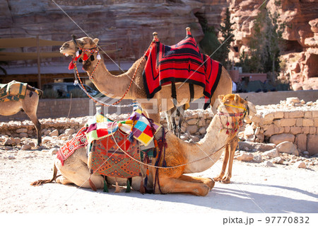 Camels under red rocks in Petra, Jordan Camels under red rocks in Petra, Jordan 97770832