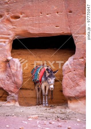 Sad Donkey with saddle at Petra, Jordan Sad Donkey with saddle at Petra, Jordan 97770847