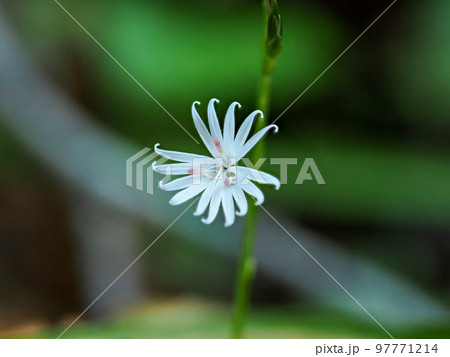 キッコウハグマのある風景 97771214