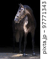 Portrait of a gray horse. Close-up. A thoroughbred horse of the Oryol Trotter breed. Black background. Harness racing. Trotting horse race 97771343