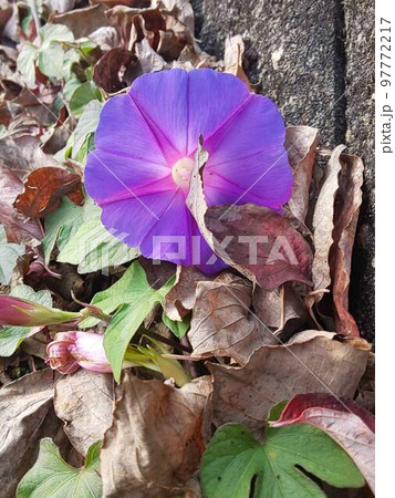 アサガオと落ち葉と・・・。12月。 アサガオと落ち葉と・・・。12月。 97772217