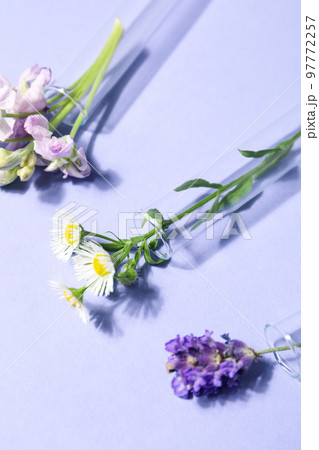 Concept of biology and chemistry research with flowers Concept of biology and chemistry research with flowers 97772257