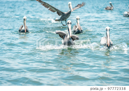 pelicans on the water surface of the ocean 97772338