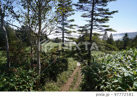 群馬県 草津白根山 渋峠から芳ケ平へ下る登山道 ダマシ平から芳ケ平に向かう 2022年9月16日 群馬県 草津白根山 渋峠から芳ケ平へ下る登山道 ダマシ平から芳ケ平に向かう 2022年9月16日 97772581
