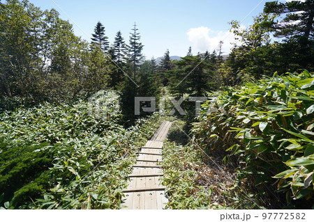 群馬県 草津白根山 渋峠から芳ケ平へ下る登山道 ダマシ平から芳ケ平に向かう 2022年9月16日 群馬県 草津白根山 渋峠から芳ケ平へ下る登山道 ダマシ平から芳ケ平に向かう 2022年9月16日 97772582