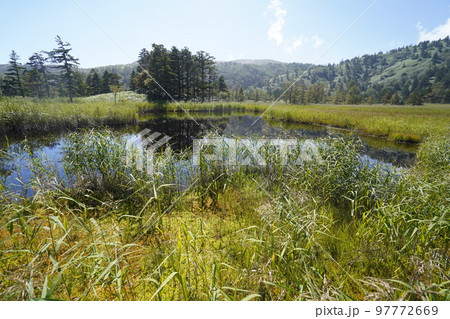 群馬県　草津白根山 　芳ケ平湿原　　2022年9月16日 97772669