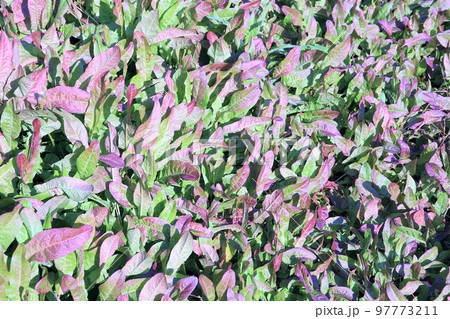 ギシギシ 97773211