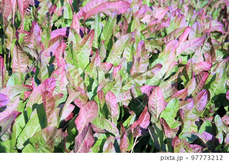 ギシギシ 97773212