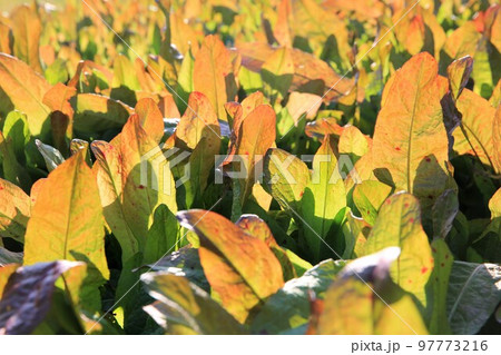 ギシギシ 97773216