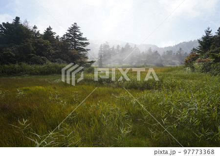 群馬県 草津白根山 芳ケ平湿原 2022年9月16日 群馬県 草津白根山 芳ケ平湿原 2022年9月16日 97773368