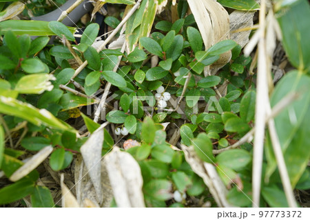 群馬県 草津白根山 芳ケ平湿原から渋峠に登る登山道にあったシラタマノキ 2022年9月16日 群馬県 草津白根山 芳ケ平湿原から渋峠に登る登山道にあったシラタマノキ 2022年9月16日 97773372