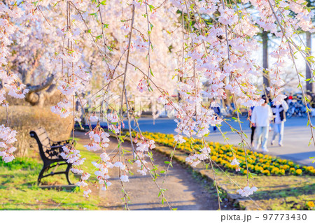 岩手県奥州市・水沢公園の桜 97773430