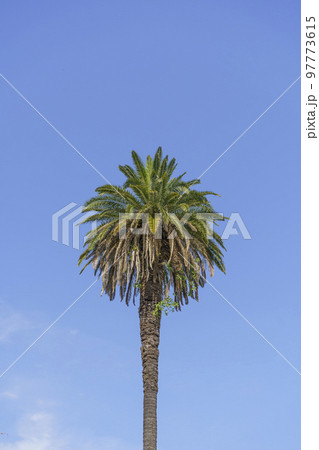 Palm landscape background. Tropical palm tree with leaves in the thickets of jungles against the background of the summer sunny blue sky. Nature, vacation, relaxation concept. 97773615