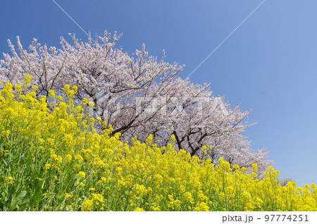 開花した菜の花と桜 開花した菜の花と桜 97774251