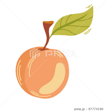 Apricot fruit, ripe garden plant whole and half piece with stem and kernel. Juicy natural healthy farm fruit, organic production. Vector cartoon illustration isolated on white background Apricot fruit, ripe garden plant whole and half piece with stem and kernel. Juicy natural healthy farm fruit, organic production. Vector cartoon illustration isolated on white background 97774290