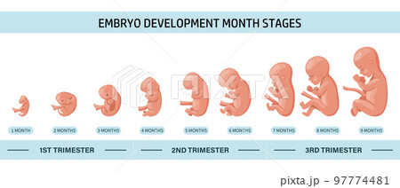 Embryo in the womb, set. Development and growth of the fetus at different stages of pregnancy, monthly period. Infographics, vector Embryo in the womb, set. Development and growth of the fetus at different stages of pregnancy, monthly period. Infographics, vector 97774481