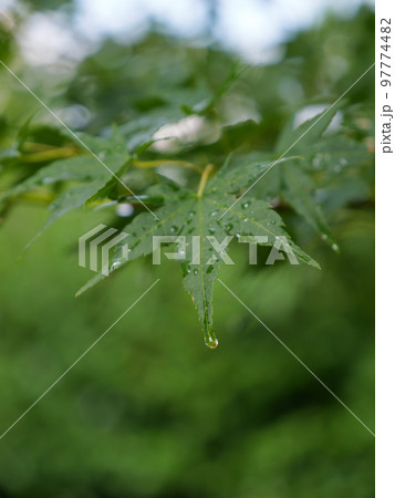 雨上がりのモミジから滴り落ちる水滴 雨上がりのモミジから滴り落ちる水滴 97774482