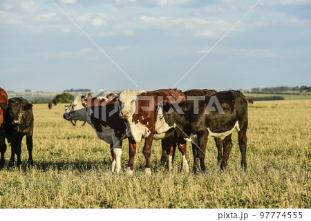 Cattle in Argentine countryside, Buenos Aires Province, Argentina. Cattle in Argentine countryside, Buenos Aires Province, Argentina. 97774555