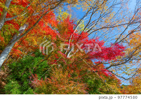 山梨県富士河口湖町　紅葉シーズンの河口湖 97774580