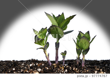 原発事故　核は全てを破壊する 97774767