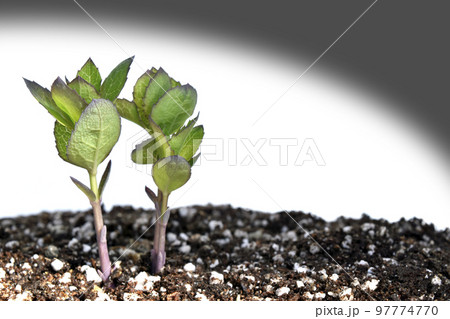 原発事故　核は全てを破壊する 97774770