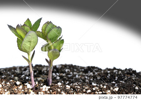 原発事故　核は全てを破壊する 97774774