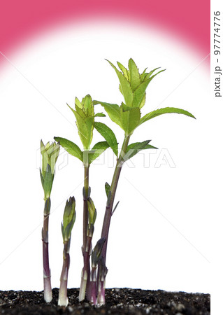 原発事故　核は全てを破壊する 97774776