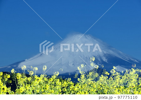 春の訪れを告げる花 春の訪れを告げる花 97775110