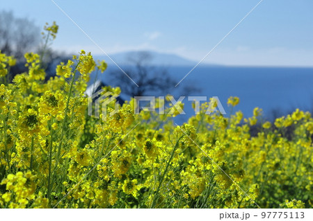 春の訪れを告げる花 97775113