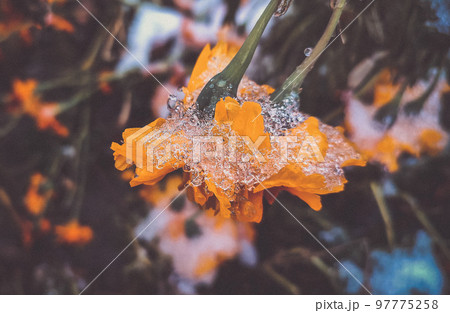 Flowers covered snow ice close-up. Bright yellow-orange flowers Chernobrivtsy and grass covered with ice and snow on a winter day. Winter, wintry, cold, ice, icy, frosty frozen. Natural background Flowers covered snow ice close-up. Bright yellow-orange flowers Chernobrivtsy and grass covered with ice and snow on a winter day. Winter, wintry, cold, ice, icy, frosty frozen. Natural background 97775258