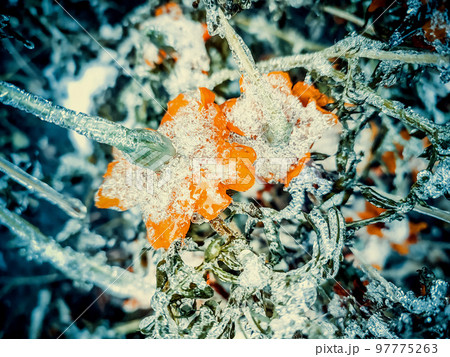 Flowers covered snow ice close-up. Bright yellow-orange flowers Chernobrivtsy and grass covered with ice and snow on a winter day. Winter, wintry, cold, ice, icy, frosty frozen. Natural background Flowers covered snow ice close-up. Bright yellow-orange flowers Chernobrivtsy and grass covered with ice and snow on a winter day. Winter, wintry, cold, ice, icy, frosty frozen. Natural background 97775263