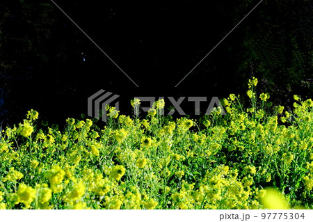 春の訪れを告げる花 97775304