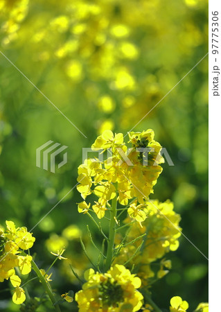 春の訪れを告げる花 97775306