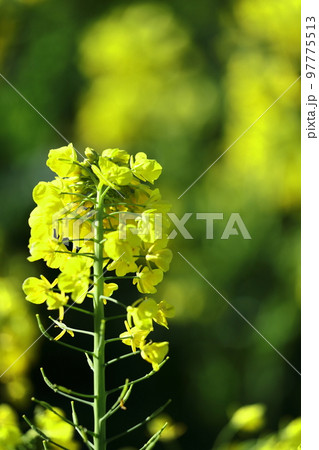 春の訪れを告げる花 春の訪れを告げる花 97775513