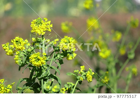 春の訪れを告げる花 97775517