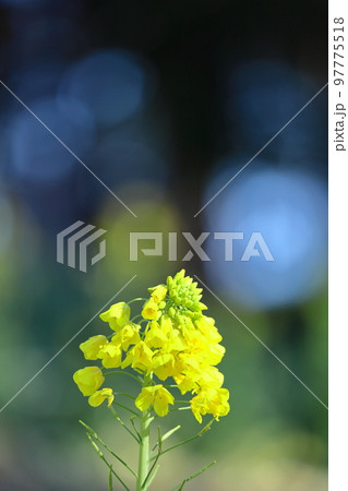 春の訪れを告げる花 春の訪れを告げる花 97775518