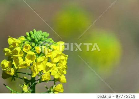 春の訪れを告げる花 97775519