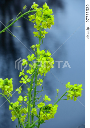 春の訪れを告げる花 97775520