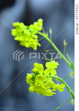 春の訪れを告げる花 97775521