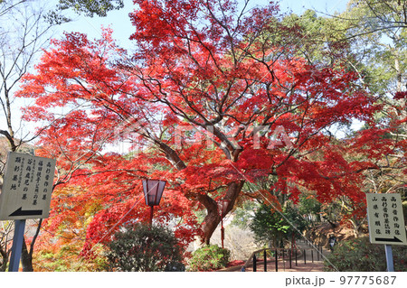 東行庵の紅葉 東行庵の紅葉 97775687
