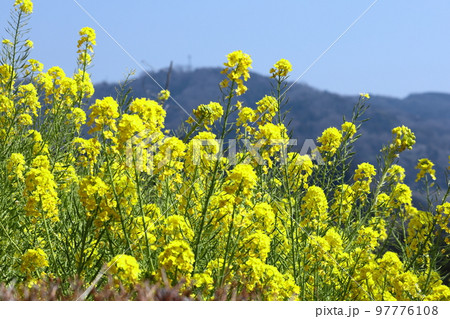 春の訪れを告げる花 97776108