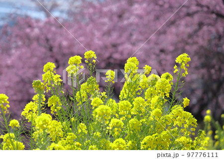 春の訪れを告げる花 97776111