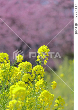 春の訪れを告げる花 97776112